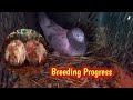 Breeding progress 2023  hashim mahmood pigeons