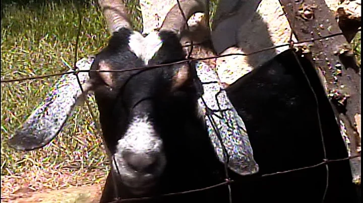 Lecx Stacy - Took My Time ft. rei brown, sam.sts (Official Video)