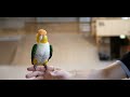 Caiques parrots in free flight training