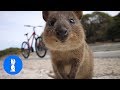 ULTIMATE Quokka Selfie Compilation - TRY NOT TO AWW!