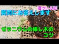 【猫のいる庭】質問に答えます！　ゼラニウムの挿し木のコツ　Answer the question!　Geranium Cutting Tips