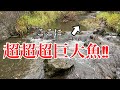 網一本で超巨大魚を捕獲する北海道最強の魚捕り師がいた【ガサガサ】
