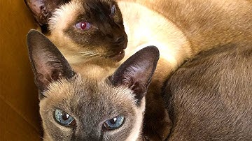 Slot and Tab "Family" Photo Album with Barb Owen - HowToGetCreative.com