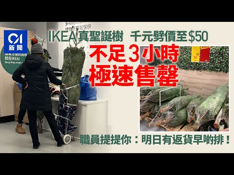 IKEA聖誕樹｜真樹劈價至$50　媽媽壓線搶得：讓小朋友有童年回憶 ｜01新聞