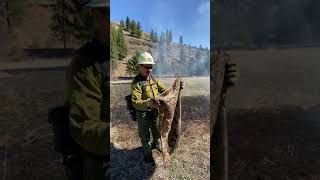 Drip torch and fire swatting tools training.