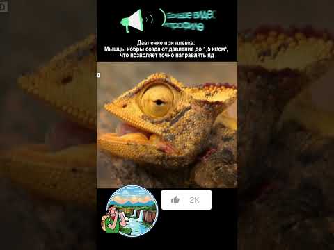 Хамелеон меняет окрас в последний раз #nationalgeographic #фильм #snake #животные #top #sad #animals