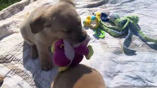 English Yellow Labrador Retriever Puppies for sale