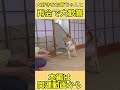 【再会】お留守番を頑張っていたら4ヶ月ぶりに大好きなお姉ちゃんが帰ってきてパニックになる柴犬てぃーだ　#柴犬てぃーだ #再会 #shiba