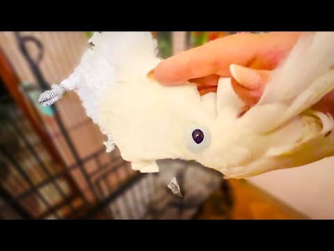 КОШМАР! Жора снова ОСТАЛСЯ ОДИН, зооДуры написали жалобу на Киру, попугаи снова ДОЛЖНЫ СТРАДАТЬ!