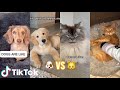 Dogs vs Cats *FUNNY* | Tik Tok Animals