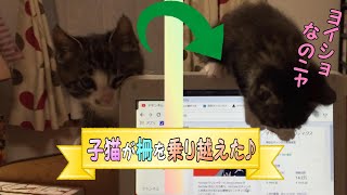 【子猫 成長記録87】子猫が柵を乗り越えてパソコンにダイブするようになった♪【cute Kitten 87】 【子猫 成長記録87】子猫が柵を乗り越えてパソコンにダイブするようになった♪【cute Kitten 87】