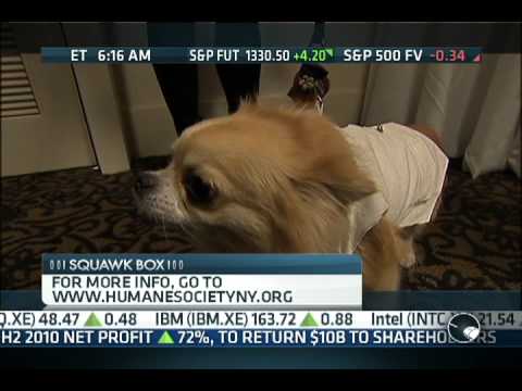 Lucky visits the NY Humane Society Benefit