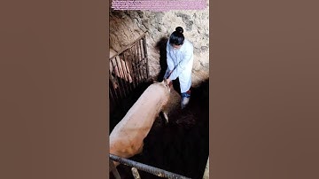 Advancing Swine Genetics: The Science Behind Modern Pig Breeding