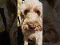 Bring Me The Horizon - v0odoO peTs #shorts