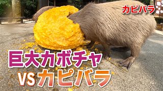 カピバラにジャンボカボチャをあげてみた！