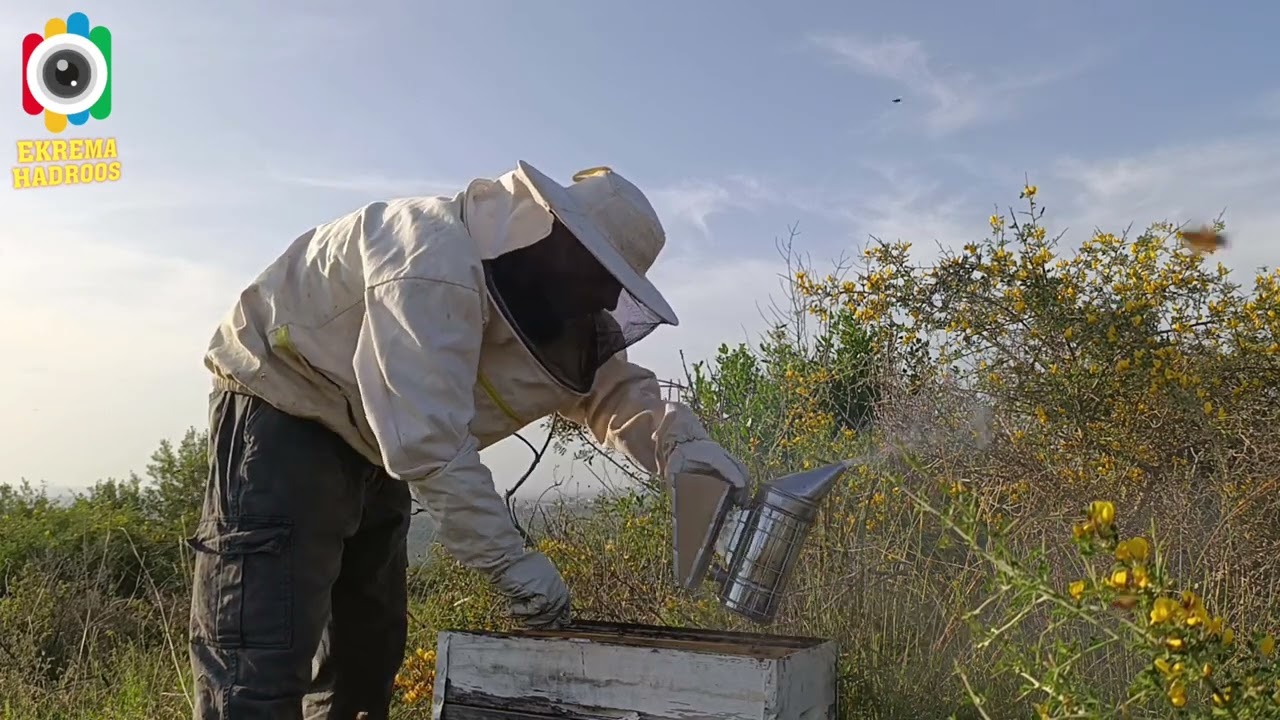 نصائح هامه جدا للتعامل مع النحل في شهر ابريل والحفاظ على خلايا قويه