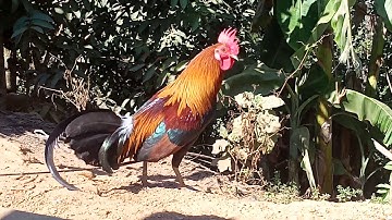 kuv tus qaib dib qua zoo tshaj plaws xyoo 2021