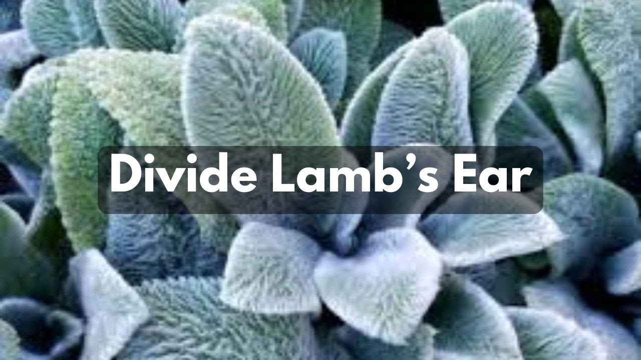 How To Divide Lamb's Ear | Propagate Split Groundcover - YouTube