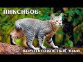 Пикси-боб: Домашняя кошка с внешностью дикой рыси | Интересные факты про кошек