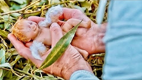 A Man Rescues a Tiny Unknown Creature — She Was Born Different | Movie RECAP