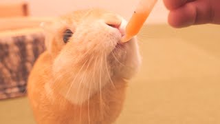 実はみなさんに隠していたことが一つあります【No.967】