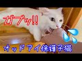 【野良子猫保護】寝たり噛んだり遊んだり何をしても可愛い子猫