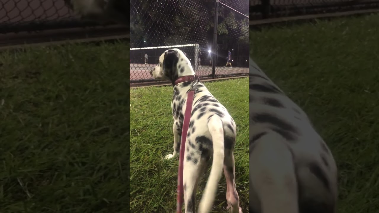 Epic One Day Master of Dog Tennis Lesson