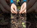 What an Earthworm Sees Inside the Soil 🪱 #microcamera#shorts