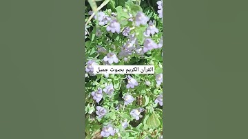 القرآن الكريم بصوت جميل #duet #القران_الكريم #اكسبلور #تيك_توك #المصحف #راحة_نفسية #لايك #ترند