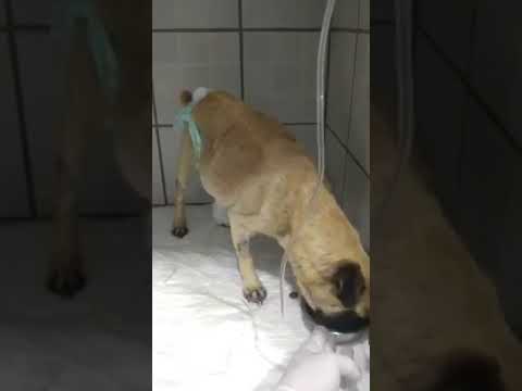 Video: Bidder en mopshund?