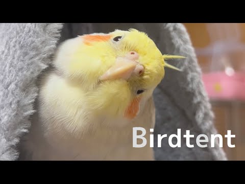 お気に入りの［NEW]バードテントに毎日入る オカメインコ/A cockatiel in a tent