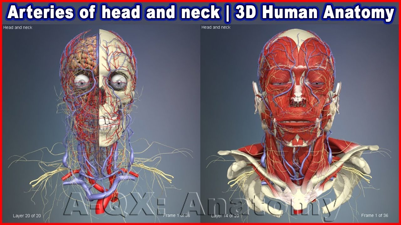 Arteries of head and neck | 3D Human Anatomy | Organs ...