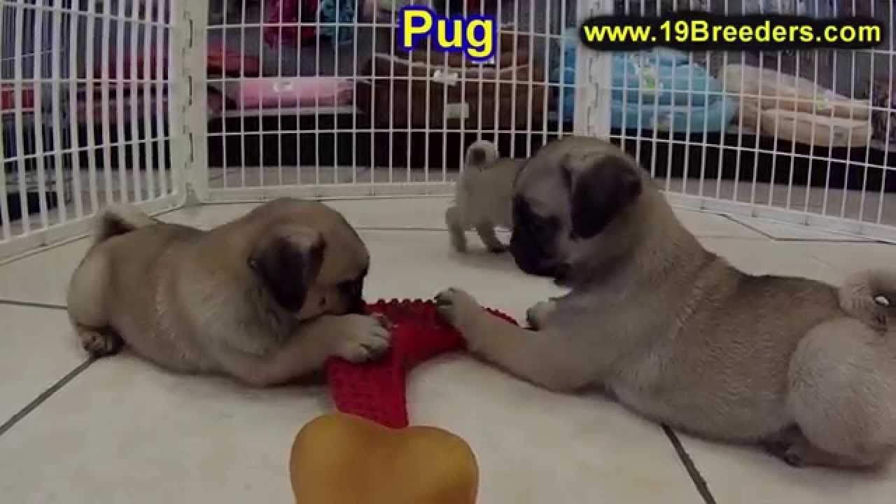 Pug, Puppies, Dogs, For Sale, In Albuquerque, New Mexico ...