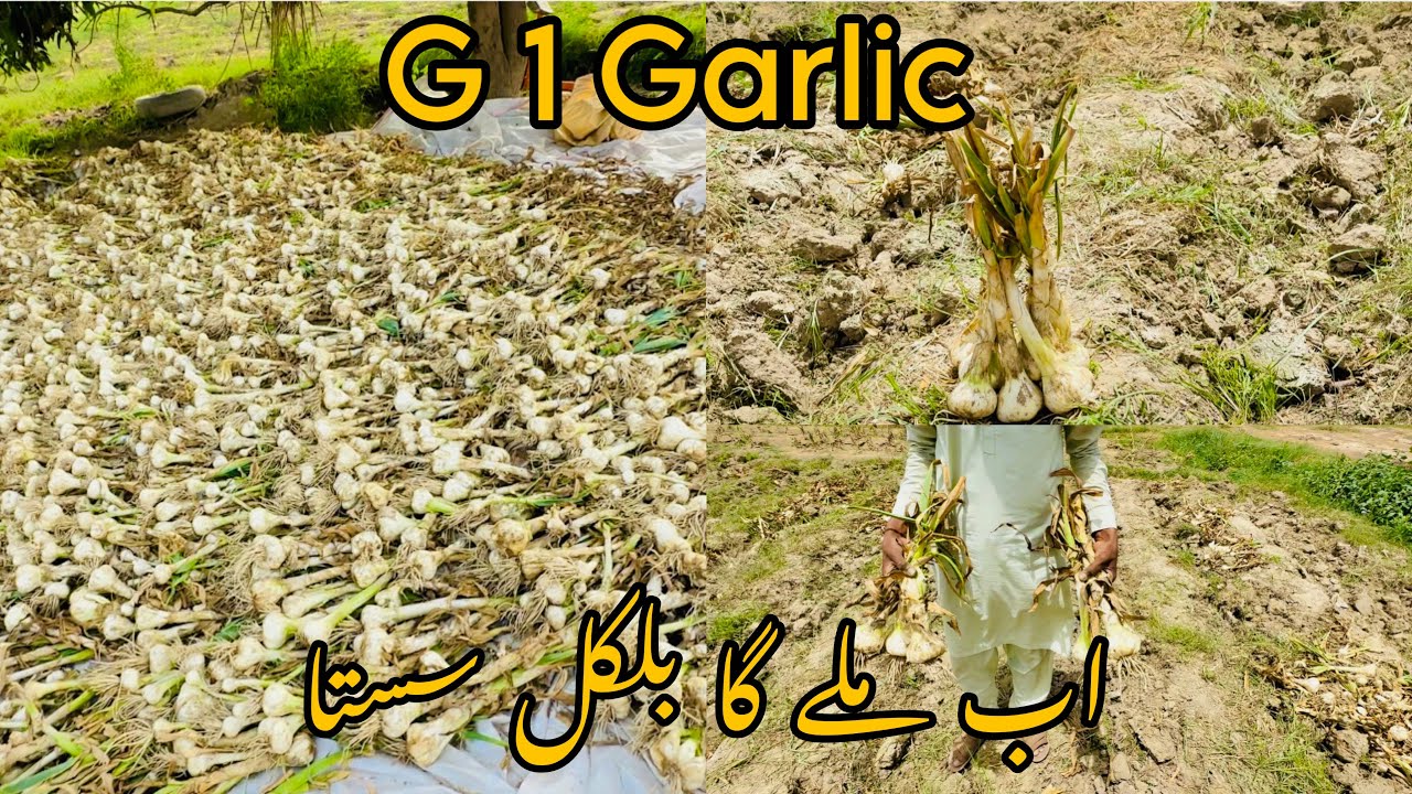 Garlic G1 harvesting daily routine in Pakistan Punjabجی ون لہسنNicemunda3127viral dailyvlog