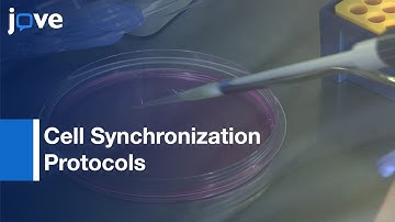 Cell Cycle Gene Expression Study by Cell Synchronization Protocols | Protocol Preview