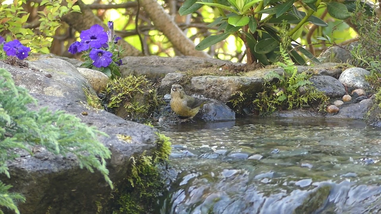 Red Crossbills & Western Tanagers bathing