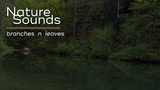 Nature Sounds | Branches n Leaves (forest sounds, birds chirping & white noise)