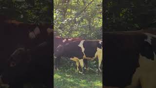 Cow Sniffed Another Cow