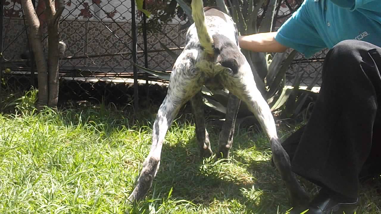 Pointer Aleman. Macho 1. Perros en venta, mascotas disponibles. compromiso