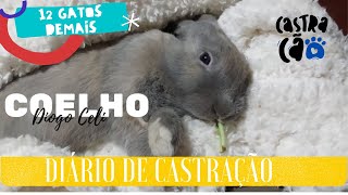 Diogo the Rabbit's Castration Diary | 12 Too Many Cats