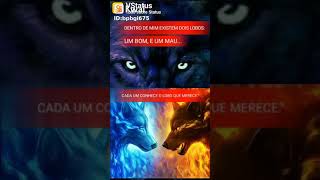 Video de lobo com frase para status