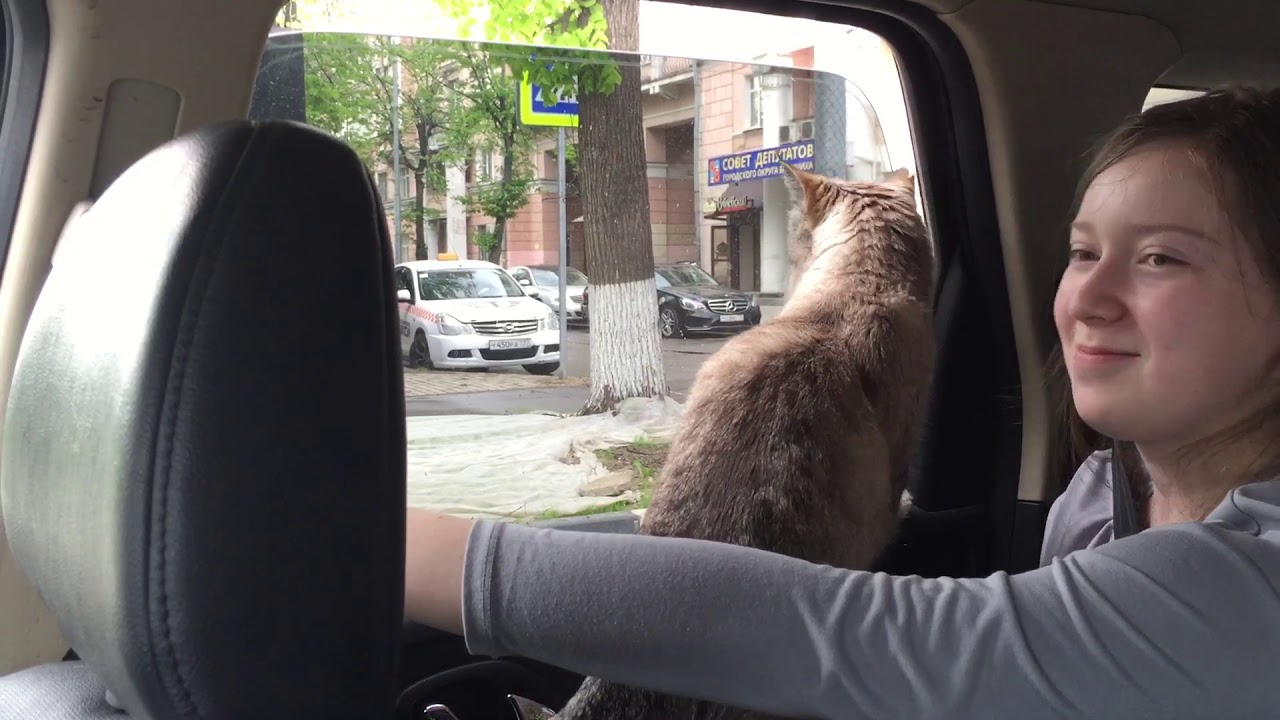 Кот едет в машине
