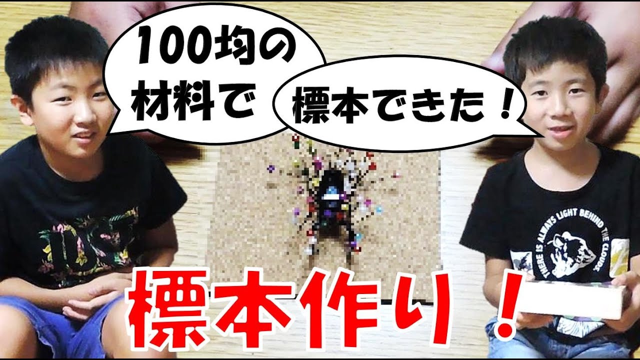 昆虫採集 カブトムシ クワガタムシ 昆虫標本の作り方 100均の材料で作りました くろねこチャンネル Youtube