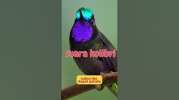 jozz !! suara burung kolibri ninja gacar full isian roll tembak