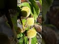 Peaches From Flower to Fruit #garden