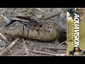 Amazing Video of Wasp Laying Eggs on a Caterpillar  | Wildlife Horror