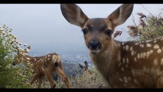 CLAW Nature Cam - Spring Visitors 2022 by Citizens for Los Angeles Wildlife 877 views 1 year ago 6 minutes, 1 second