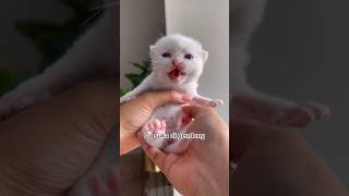 #catlovers #kucinglucu #shortsvideo #videoshorts