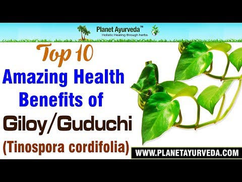 Top 10 Amazing Health Benefits of Giloy / Guduchi (Tinospora cordifolia)