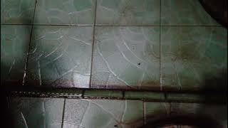 I'm b€r4k again, do you see my bird?